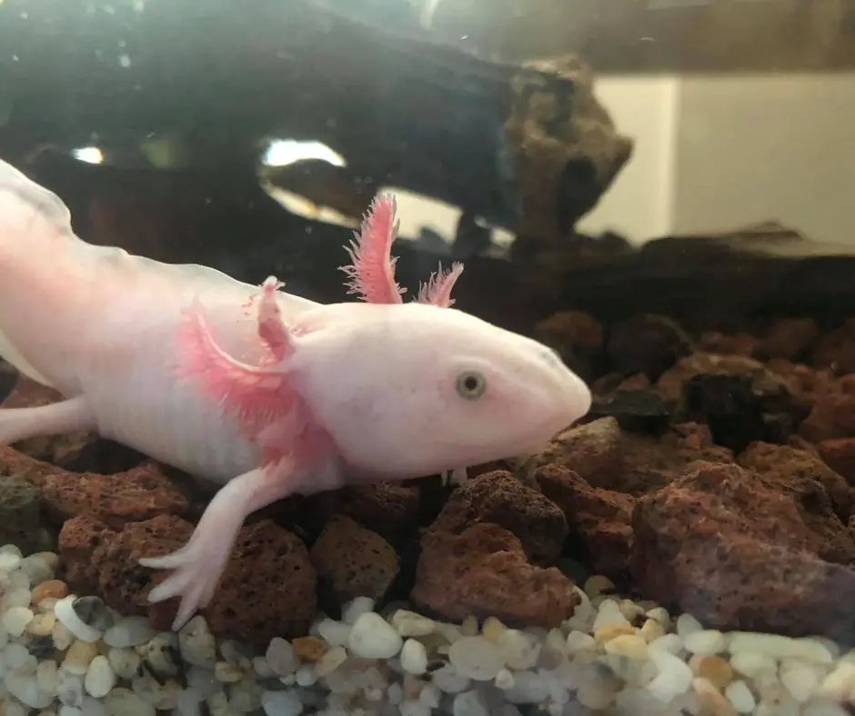 Axolotl is flapping gills continuously