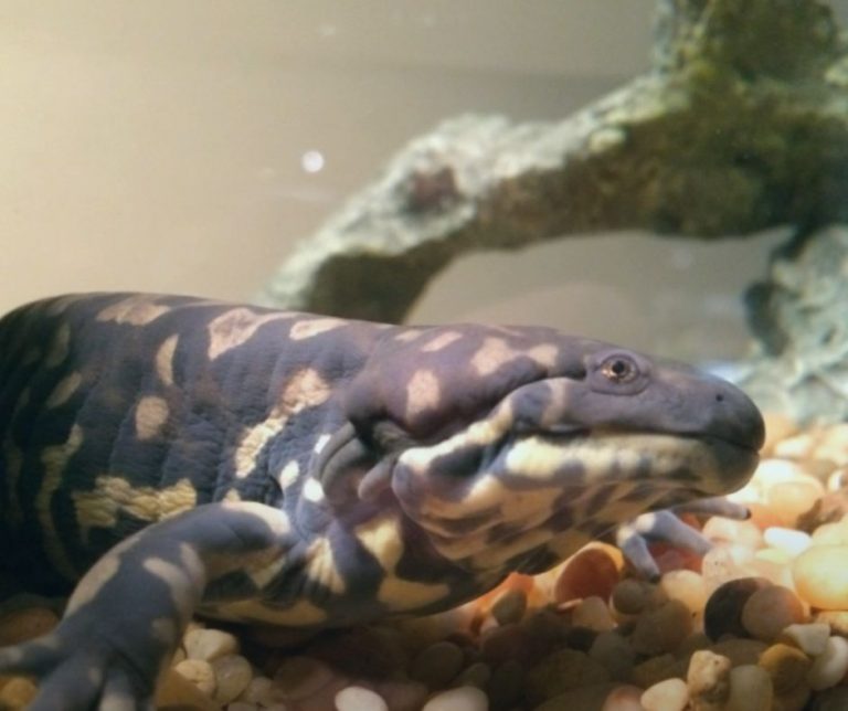 Axolotl Morphing Signs, Cause and Tips to Care for Them