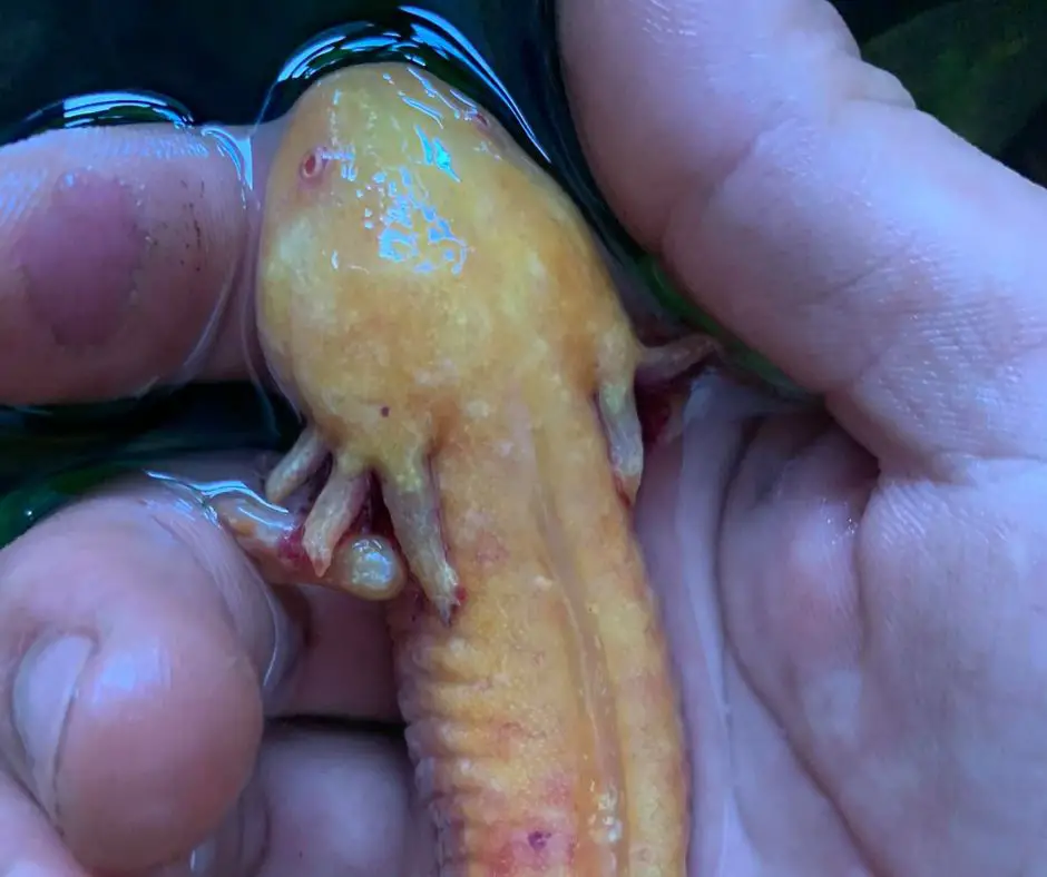 Axolotl is lying on hand out of water.