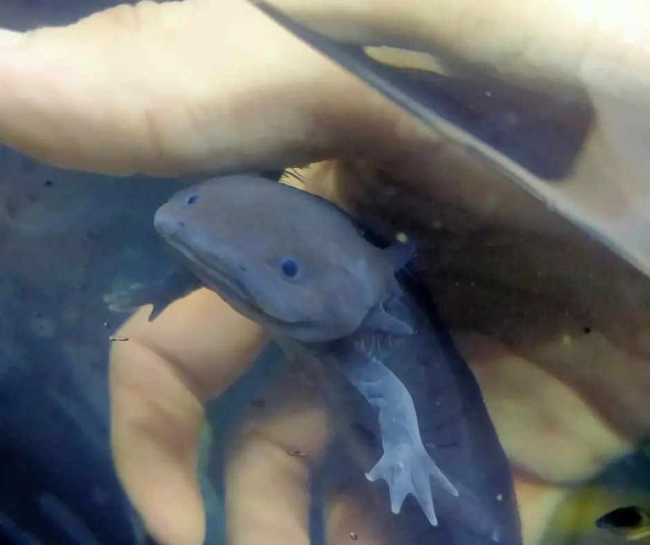 Axolotl is lying on the owner's hand