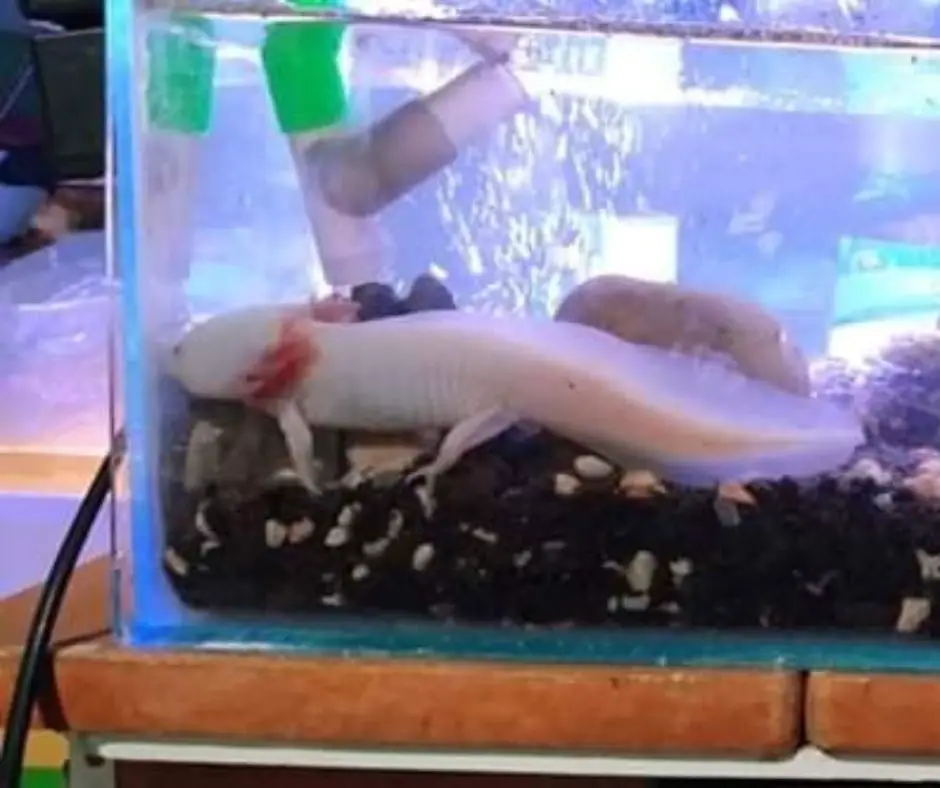 Axolotl is sleeping