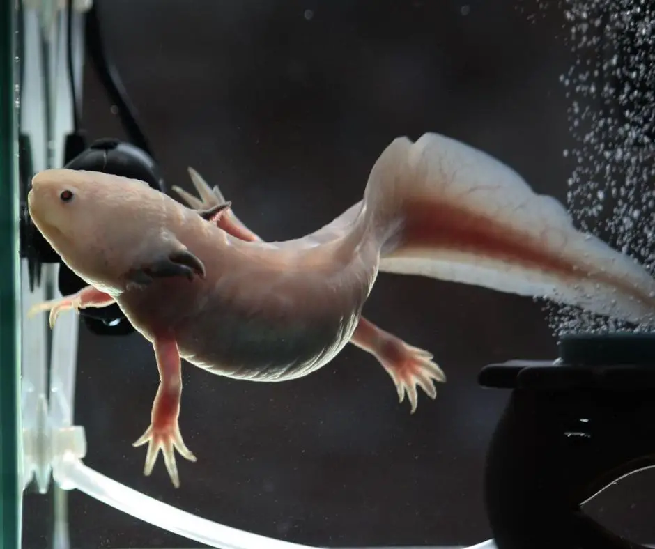 Axolotl is swimming