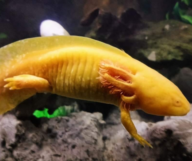 Are Axolotls Poisonous?