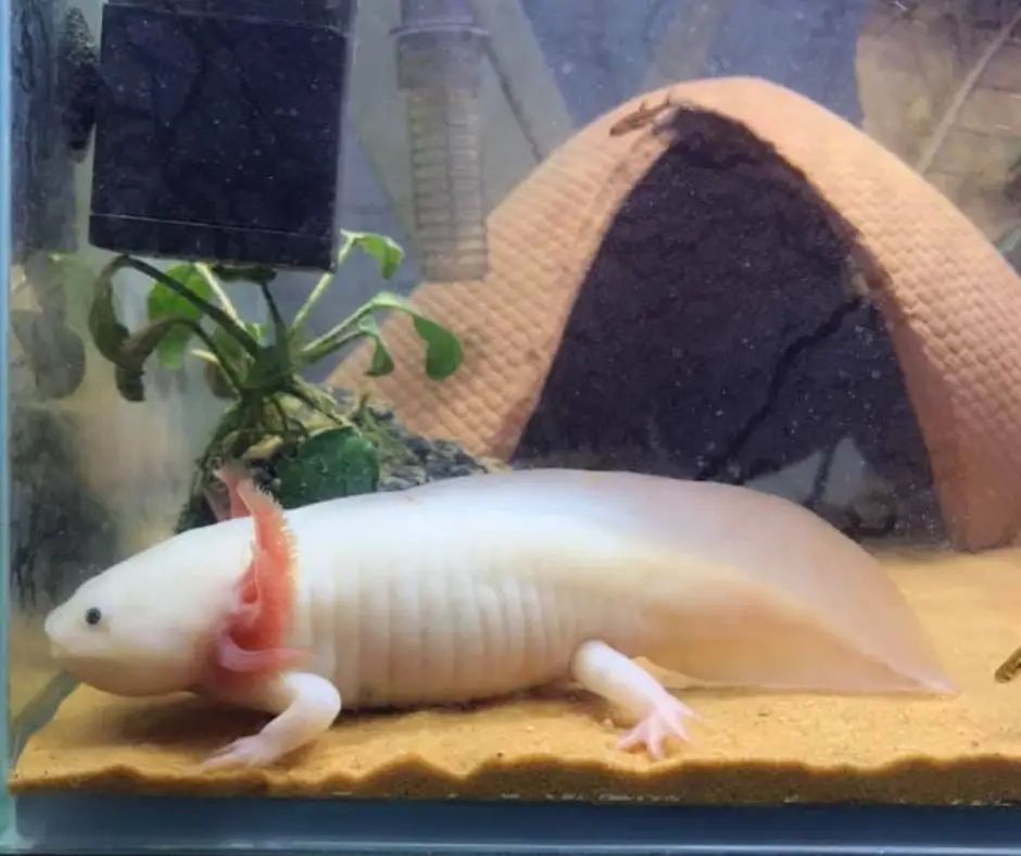 Axolotl lacks of movement