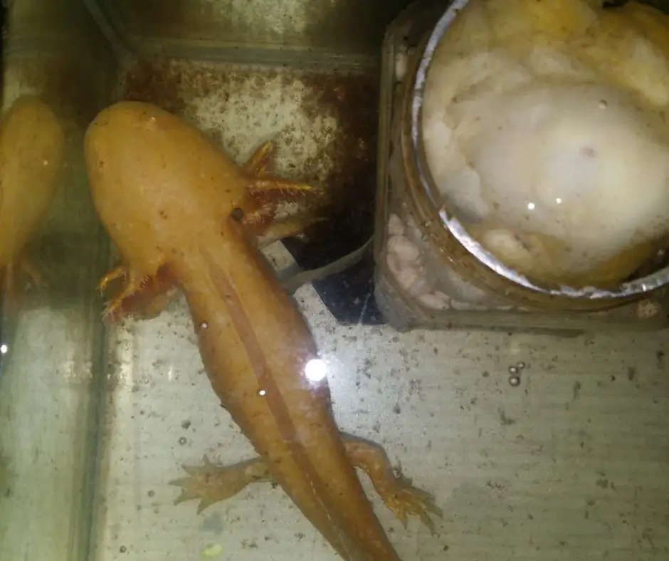Axolotl lies in dirty tank