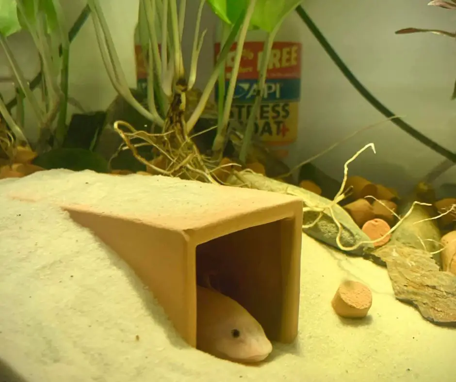 Axolotl lies in hide