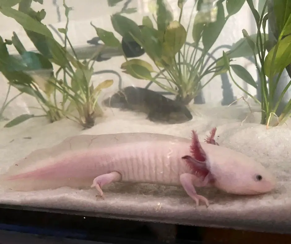 Axolotl lies on sand in tank