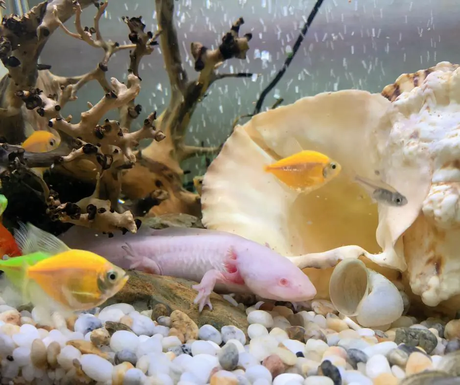 Axolotl live with other fish in tank