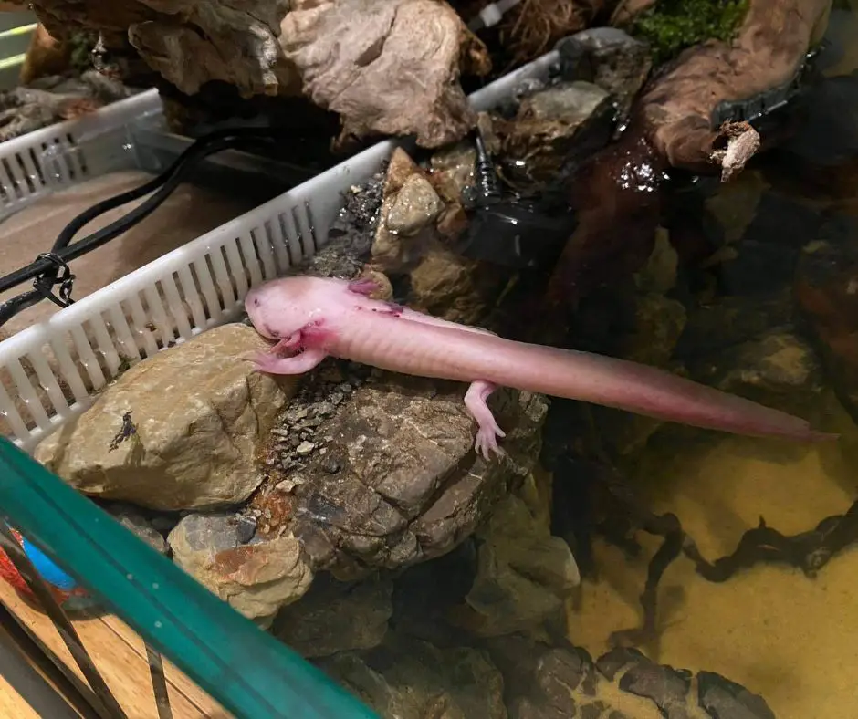 Axolotl lives in a low pH tank.