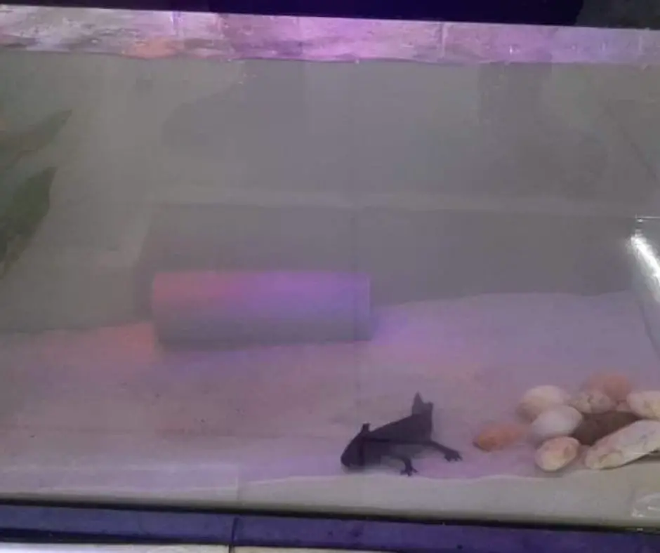 Axolotl lives normally in a cloudy tank