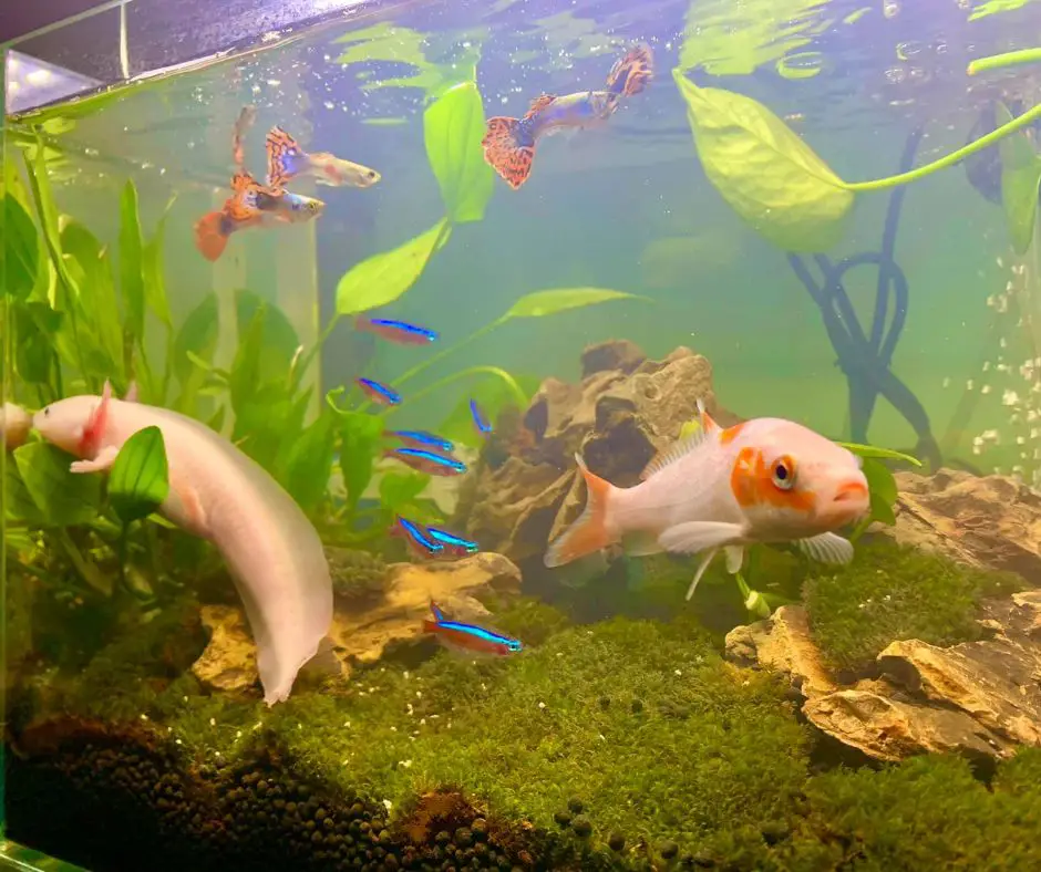 Axolotl lives with other fish