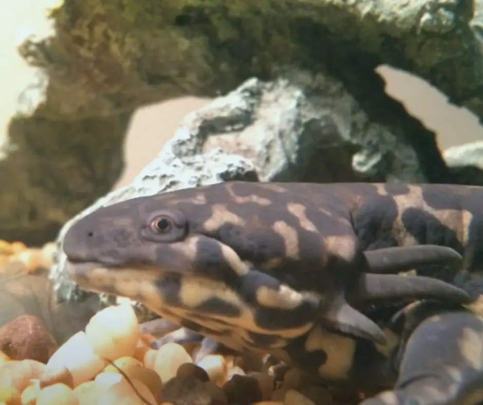 Axolotl not possible to stop the transformation 