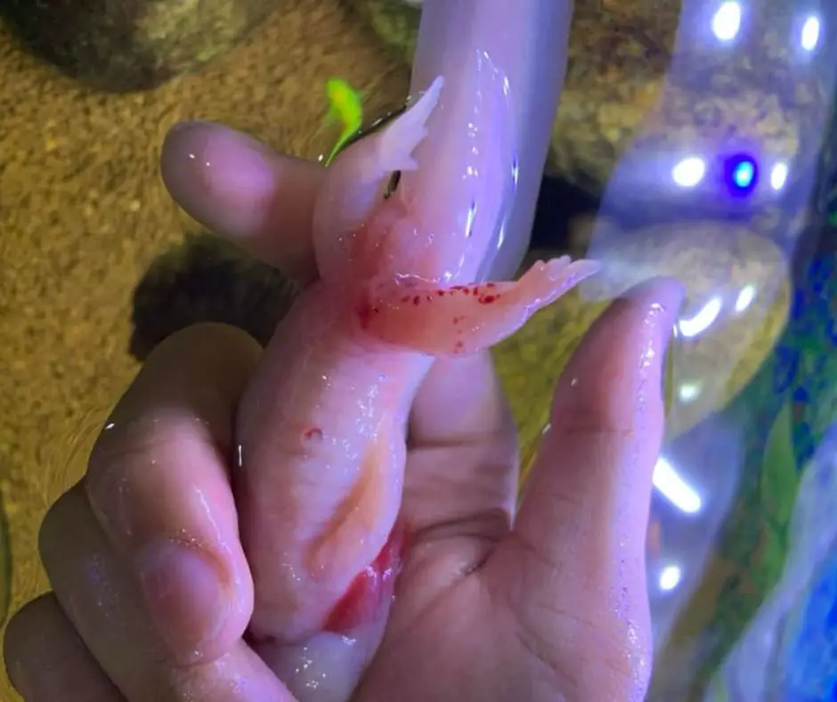 Axolotl on hand has red leg.