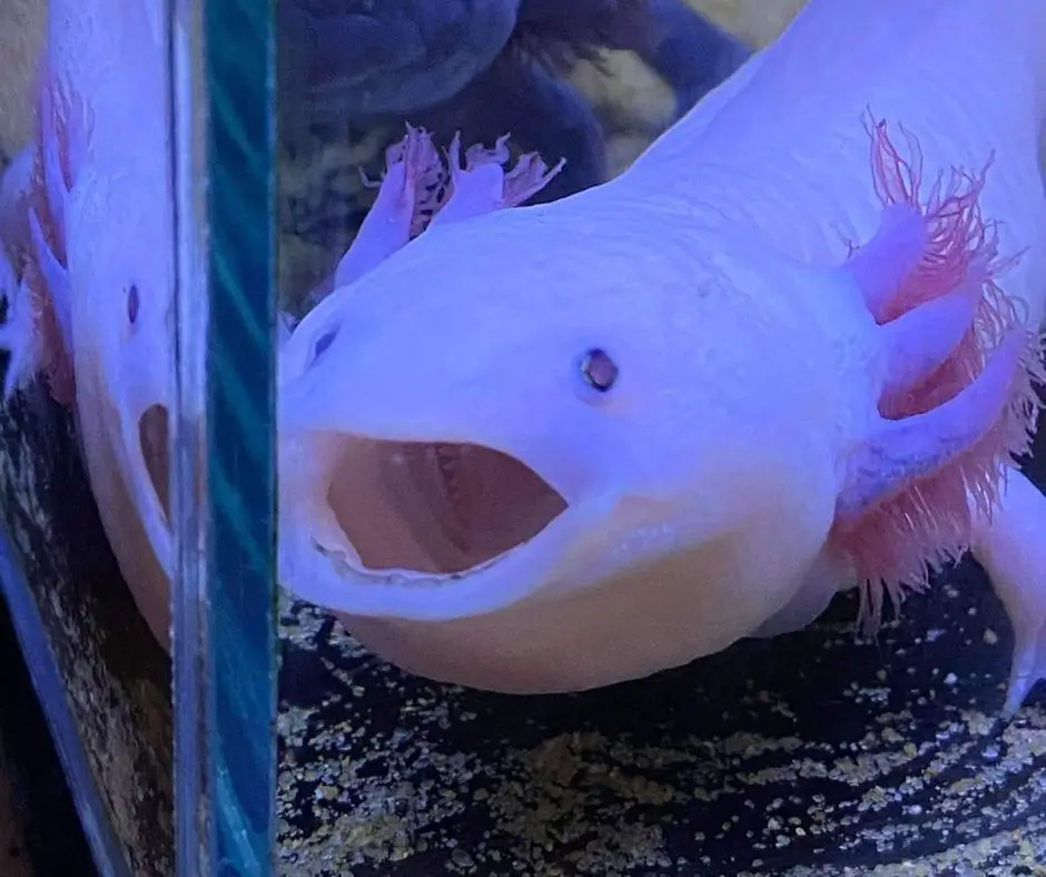 Axolotl opens mouth. 