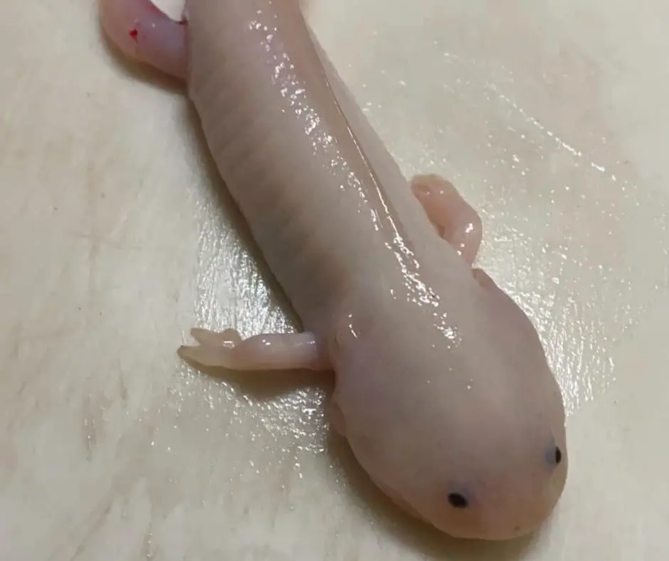 Axolotl outside of the water