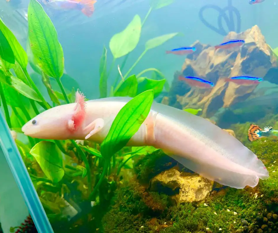 Axolotl recovered from a fungal infection.