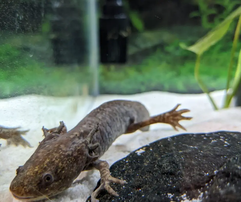 Axolotl refuses to eat during transformation