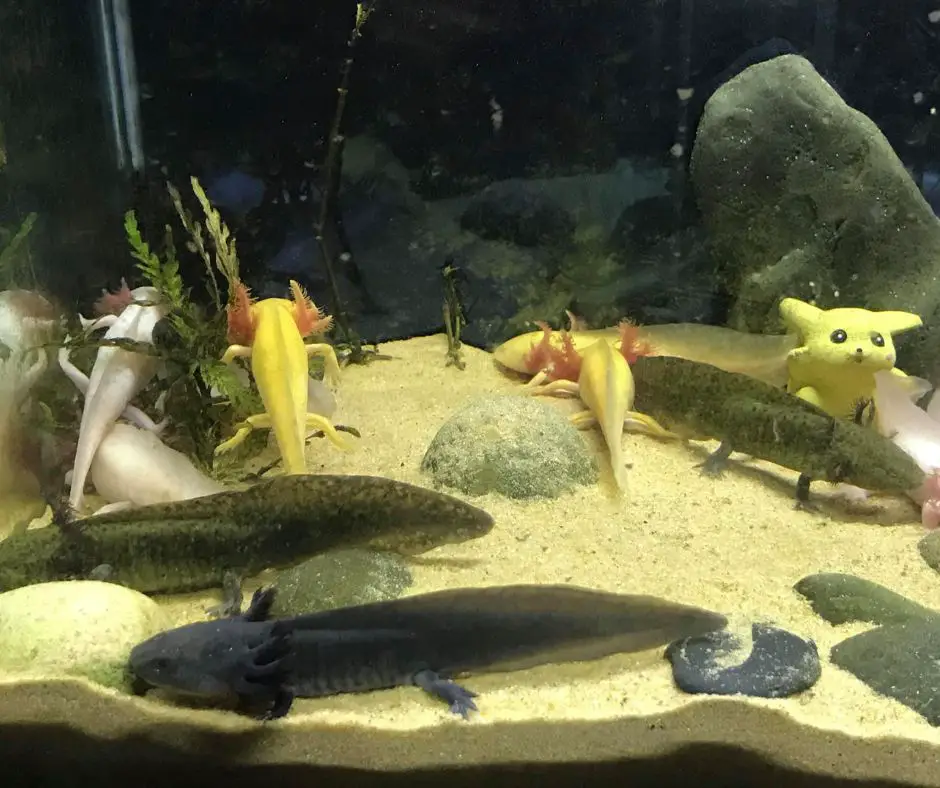 Axolotl tank