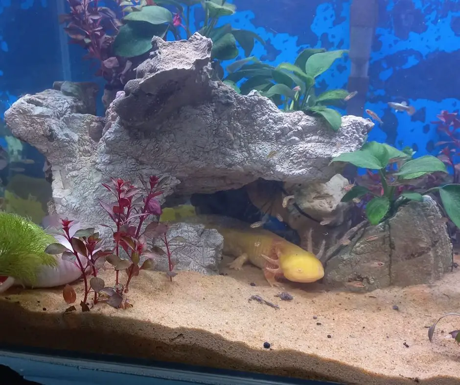 Axolotl tank