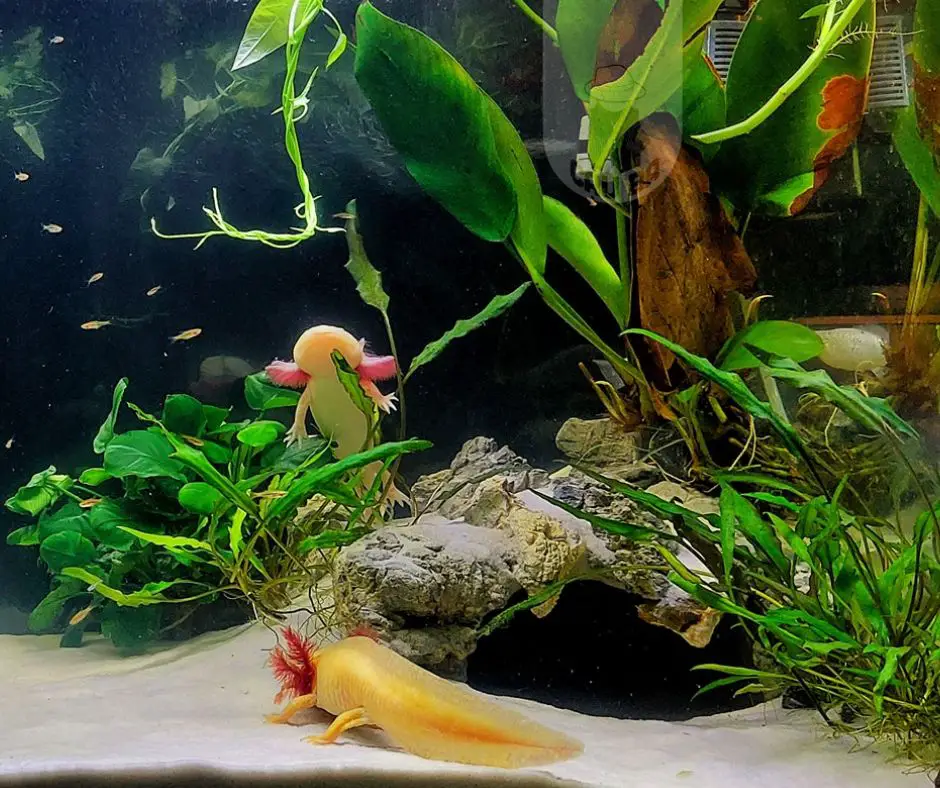 Axolotl tank