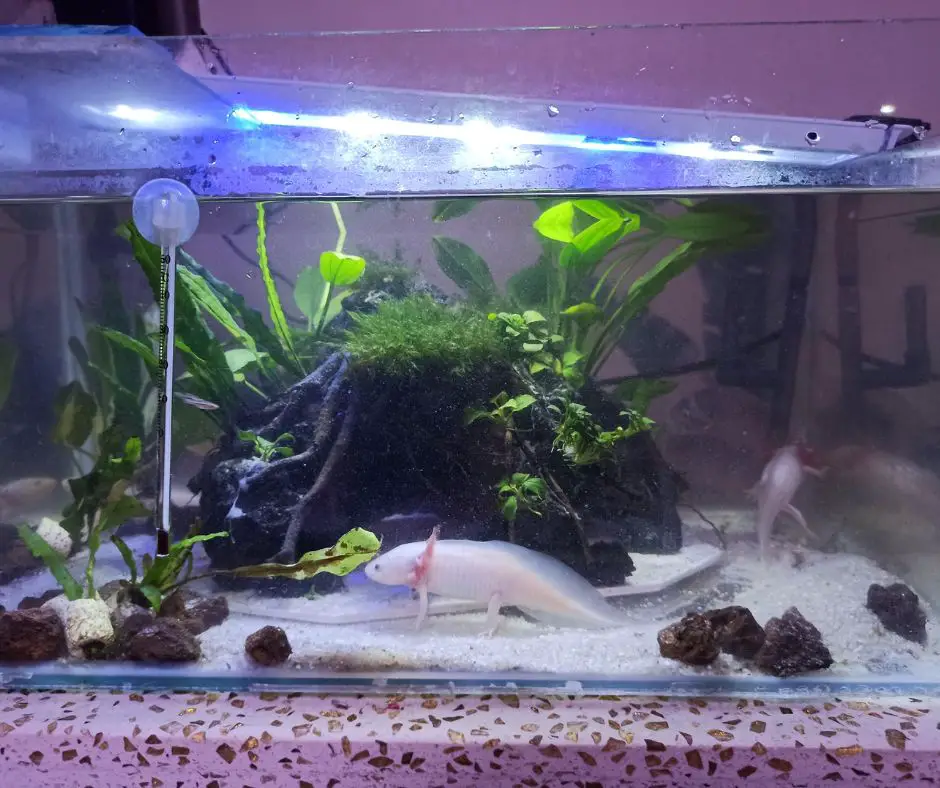 Axolotl tank avoids getting cloudy 