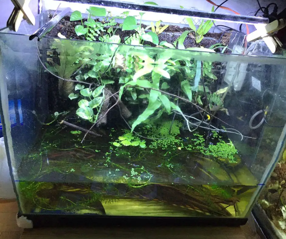 Axolotl tank has Duckweed