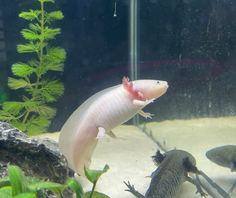 Axolotl tank has Hornwort