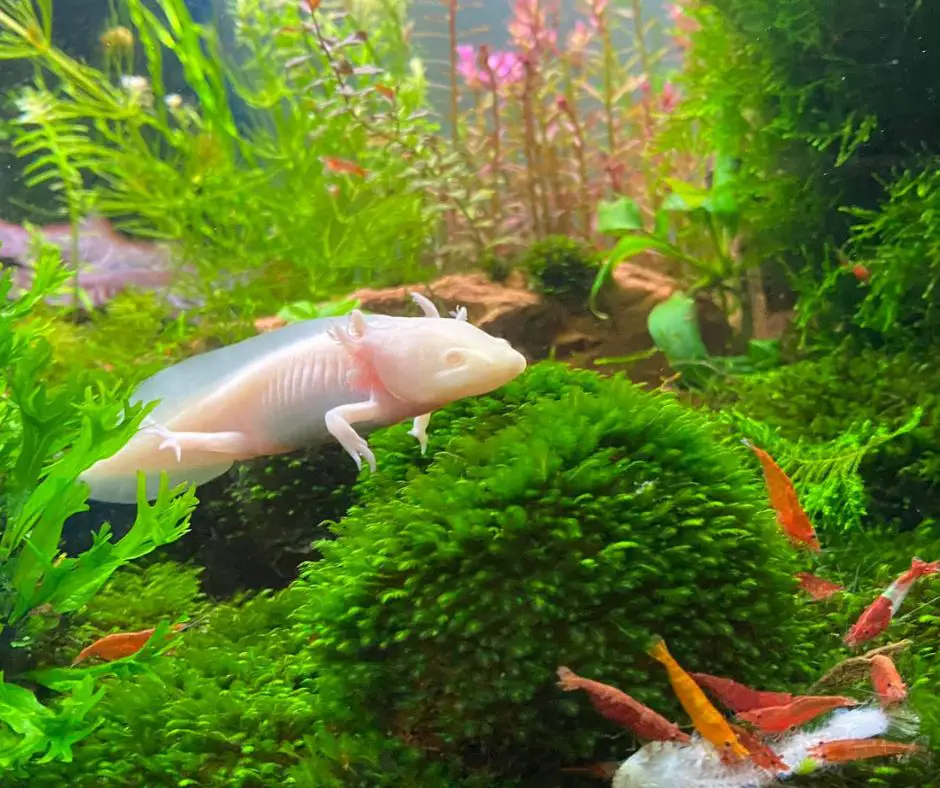 Axolotl tank has Marimo