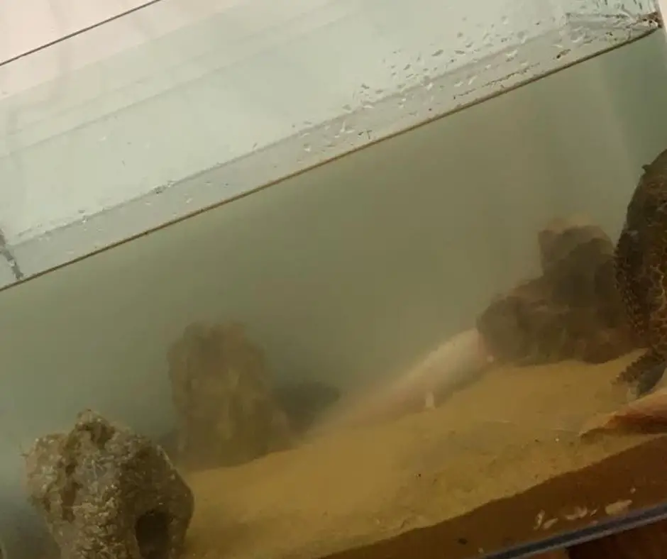 Axolotl tank hasn't nitrogen cycle
