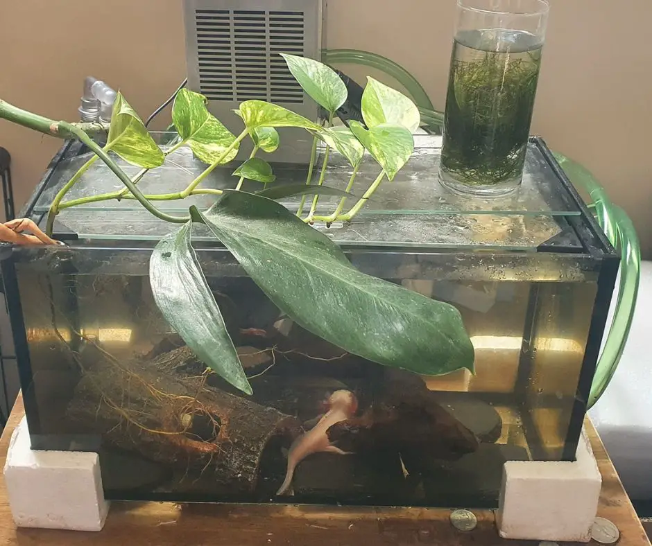 Axolotl tank have lid