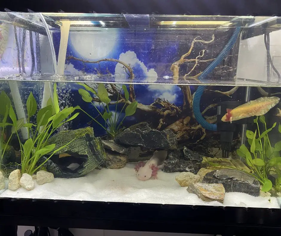 Axolotl tank is adding water