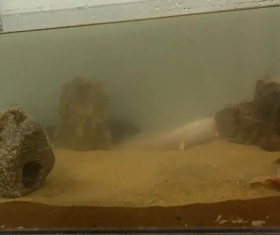 Axolotl tank is cloudy