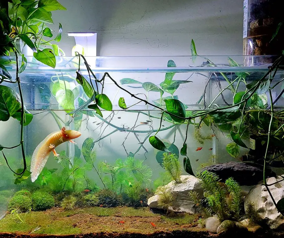 Axolotl tank with green space