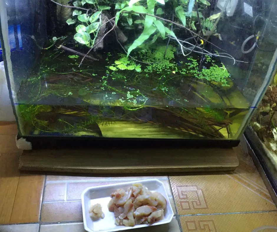 Axolotl tank with raw chicken