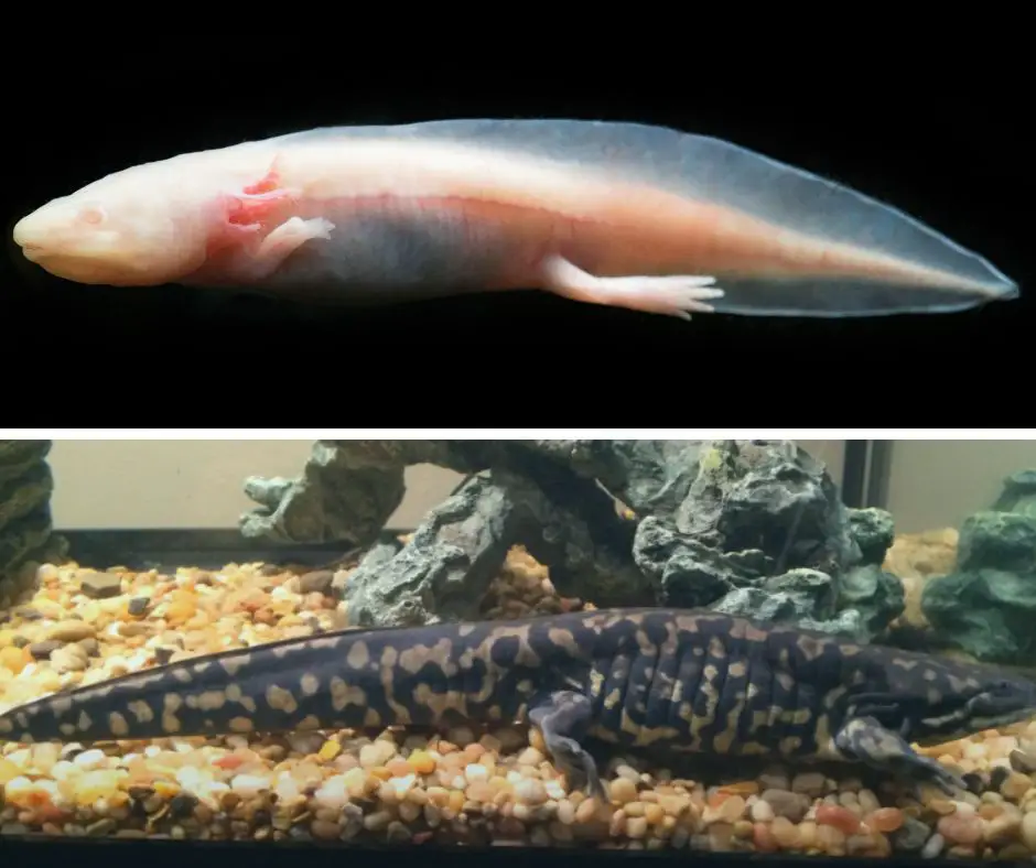 Axolotl vs. Morphed Axolotl