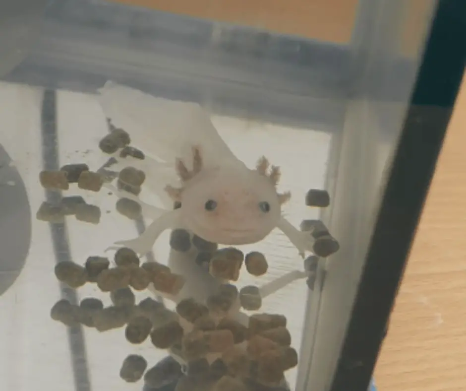 Axolotl with commercial food