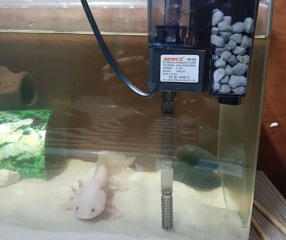 Axolotl with filter