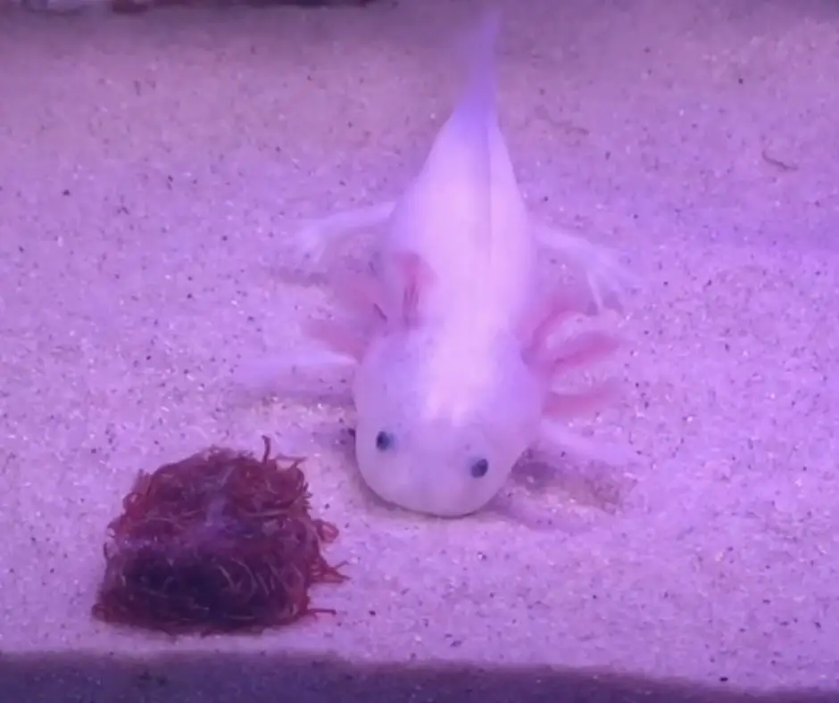 Axolotl with frozen bloodworms