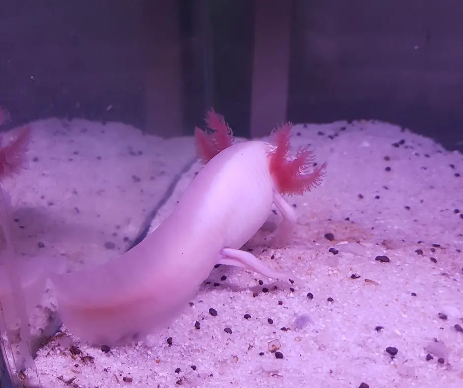 Axolotl with poop around