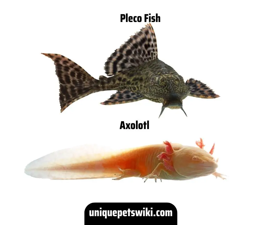 Axolotls and Pleco Fish