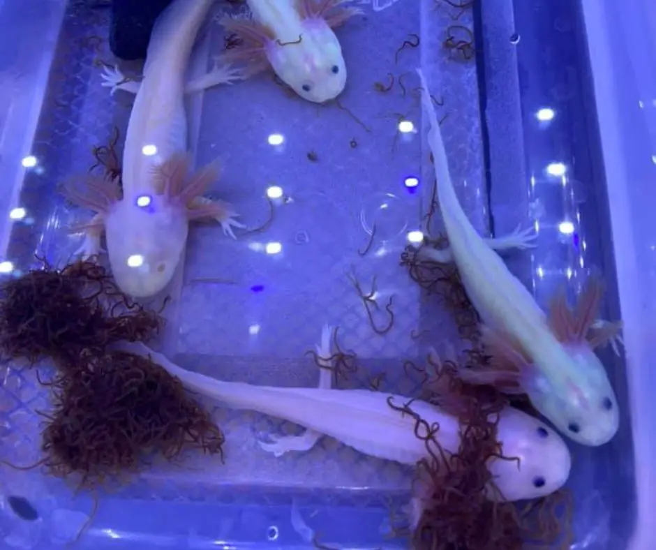 Axolotls are being fed blackworm