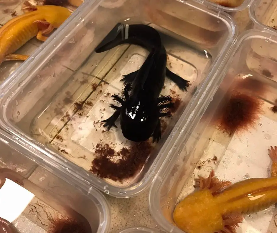 Axolotls are fed before transport by tupperware