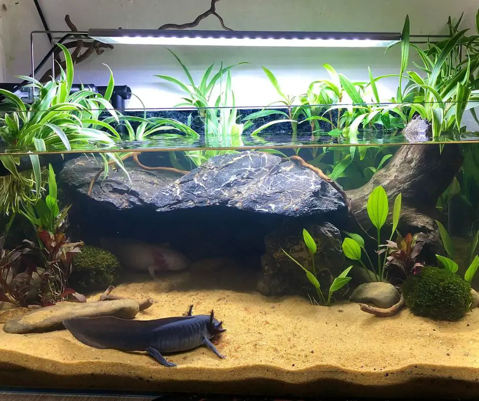 Axolotls are lying sand in tank
