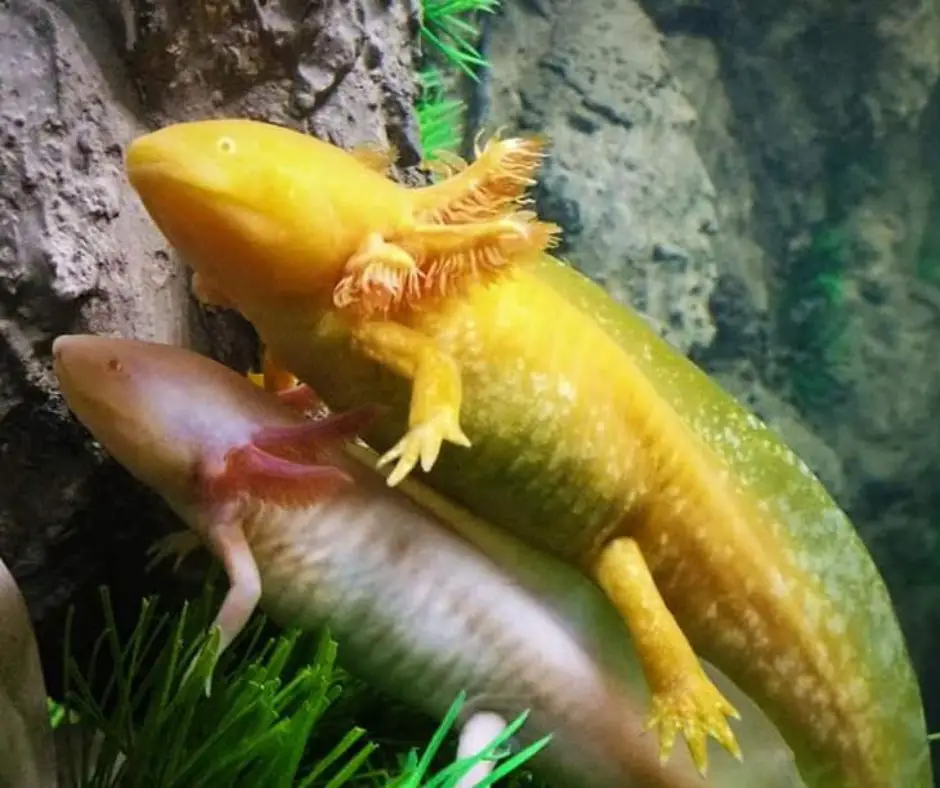 Axolotls are mating