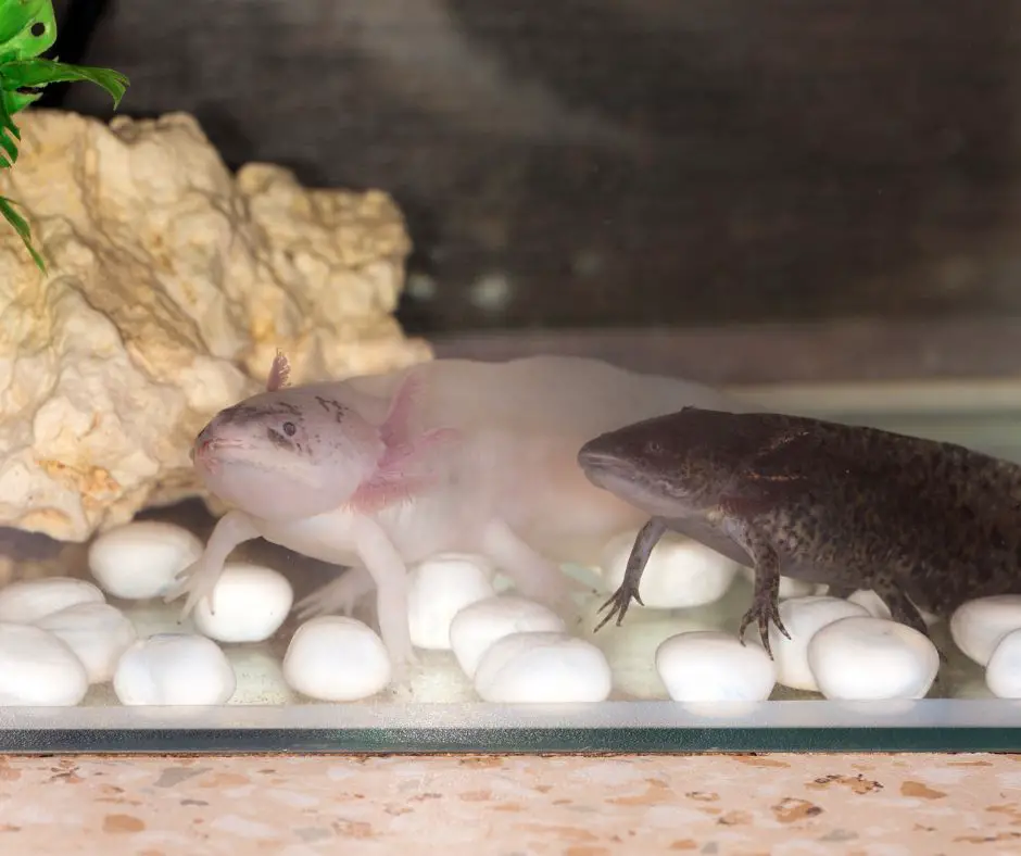 Axolotls cann't make noise