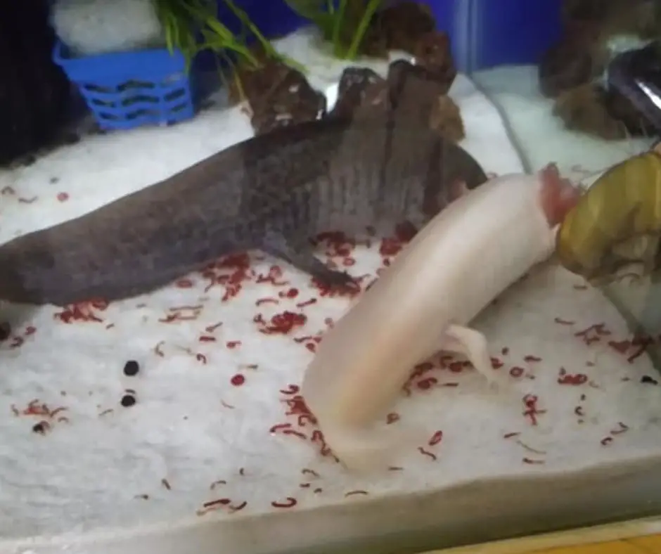 Axolotls eating too much can be constipated