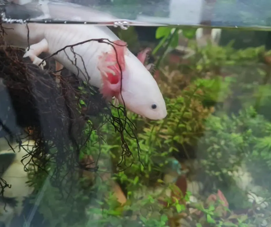 Axolotl's gills are bright red when they're active
