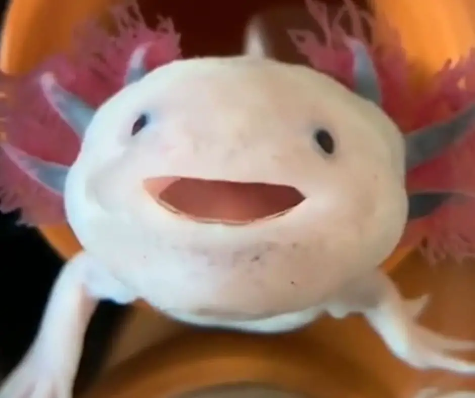 Axolotls gills are turning black