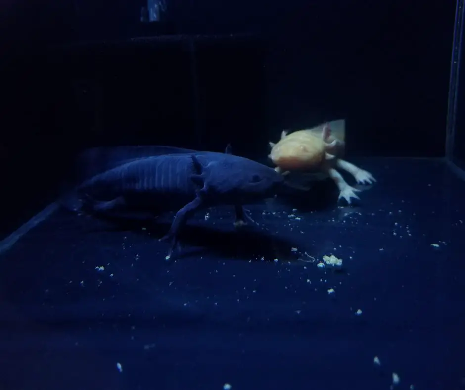 Axolotls in a drak tank