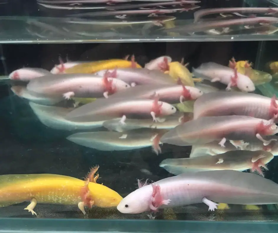 Axolotls in aquarium shop